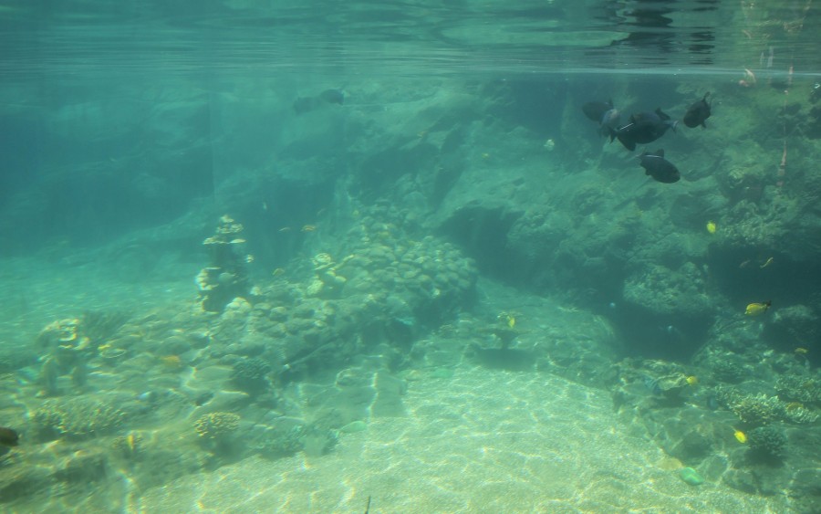 Rainbow Reef Hidden Menehunes