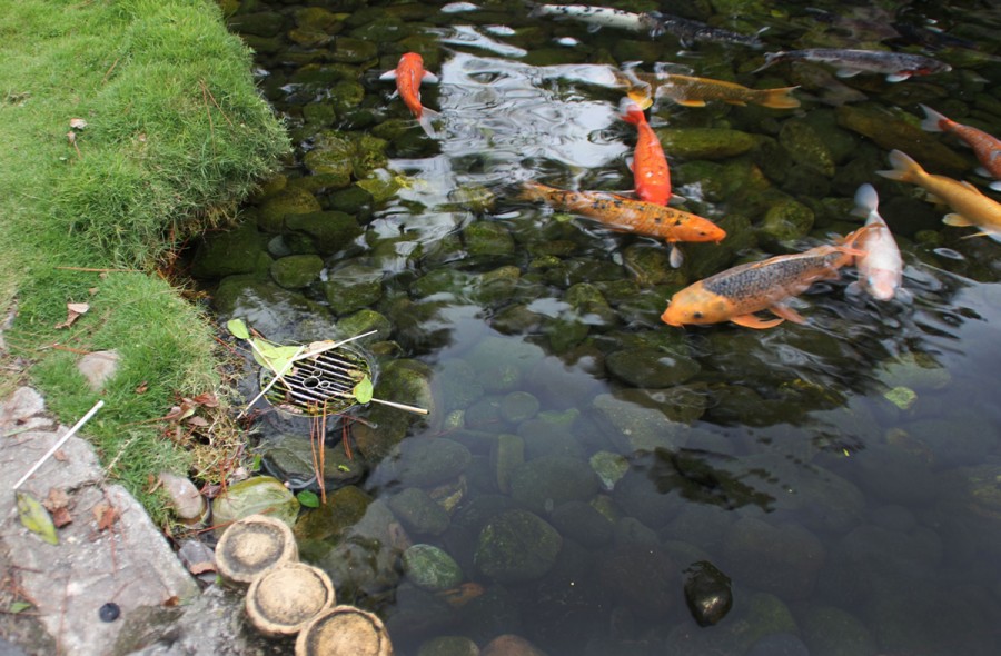 Epcot Japan Pavilion Koi Pond Hidden Mickey