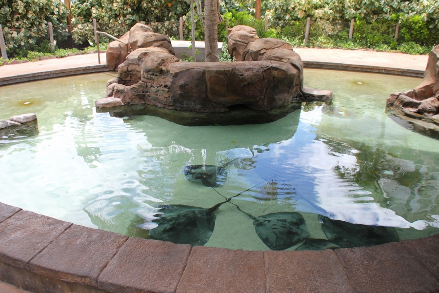 Stingray Pool Hidden Mickey