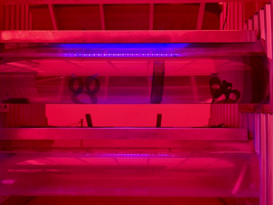 Living with the Land Hidden Minnie and Mickey!