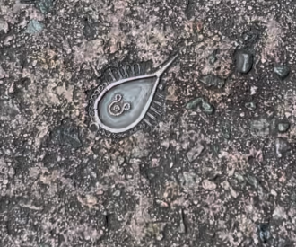 The Hidden Mickey Right Under Your Feet in Adventureland